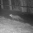 A pine marten caught on camera trap at night